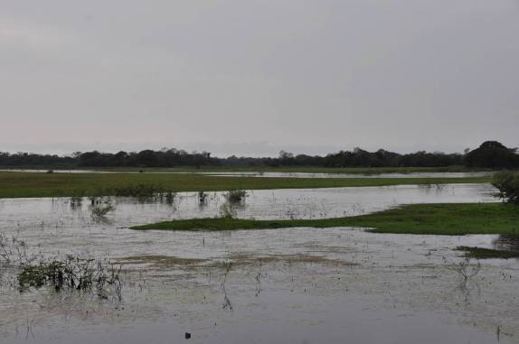 As águas estão altas no entorno da estrada-parque do Pantanal Sul, na região de Corumbá, no Mato Grosso do Sul